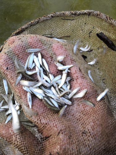 Mullet Fish Seeds, Style : Alive