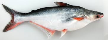 Live Pangasius Fish SEEDS