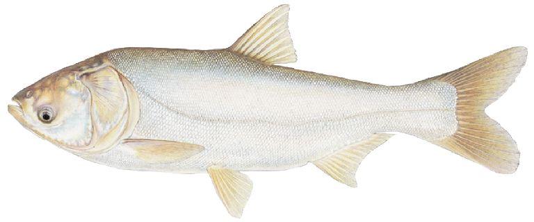 Live Silver Carp Fish, for Human Consumption, Packaging Type : Thermocole Box, Vaccum Packed