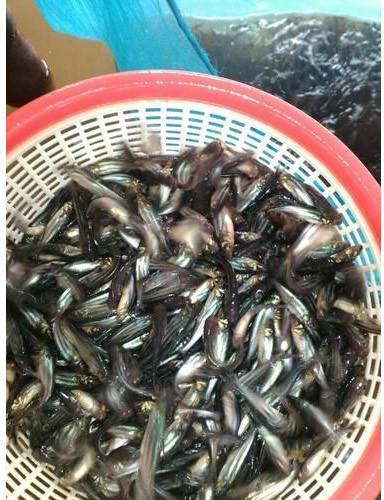Pangasius Fish Seeds, Style : Alive