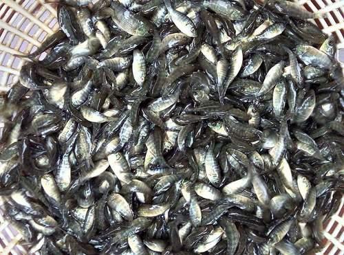 Tilapia Fish Seeds, Style : Alive