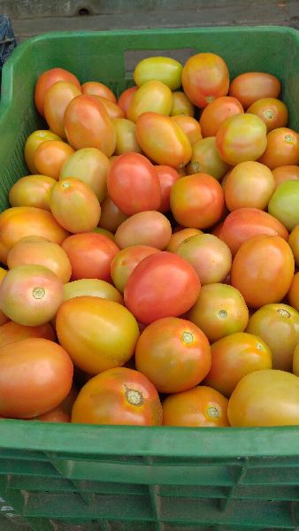 Natural Tomato, Packaging Size : 10-20kg