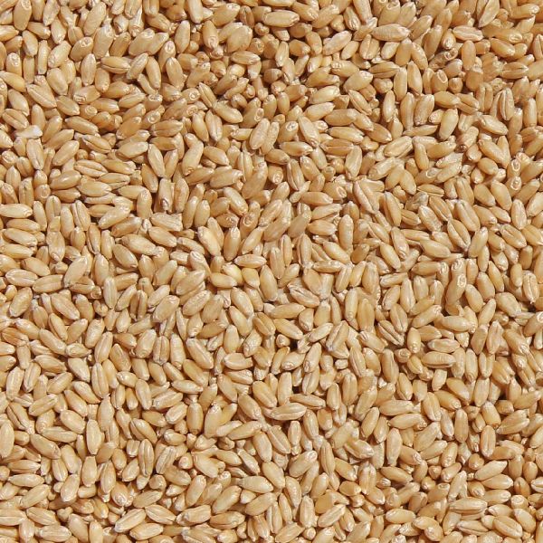 Common Wheat Seeds, for Beverage, Flour, Food, Style : Dried