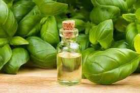 Refined Natural Basil Oil, for Body Care, Skin Care, Spa, Form : Liquid