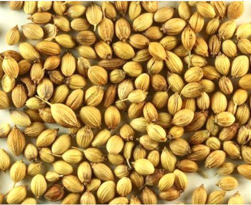 Organic coriander seeds, for Agriculture, Cooking, Certification : FSSAI
