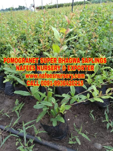 Ganesh Pomegranate Plant, for Farming, Gardening