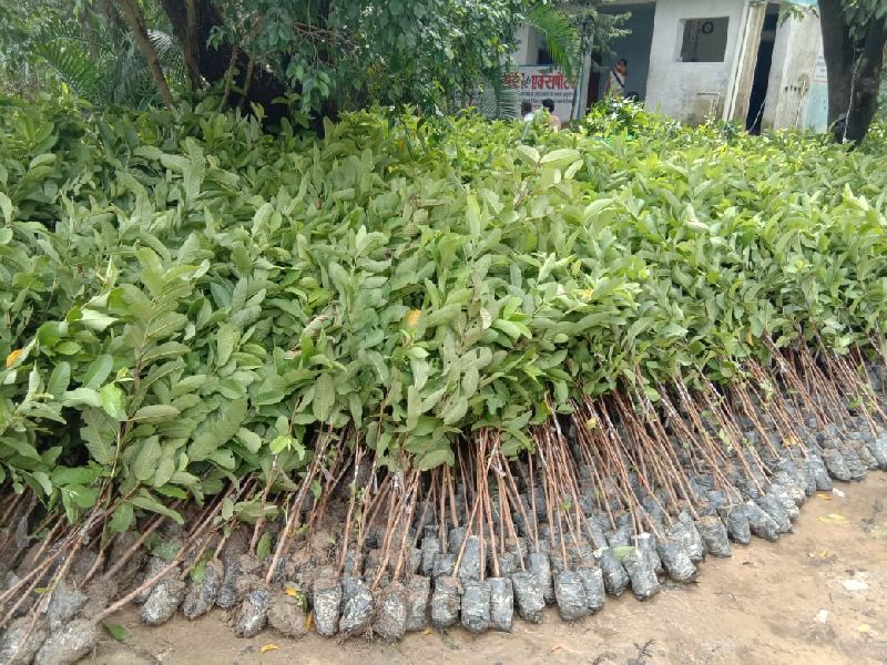 Guava Barafkhana Gola Grafted Plant, for Farming, Gardening, Feature : Easy Storage, Fresh, Long Life