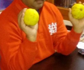 Guava Thai Green Grafted Plant