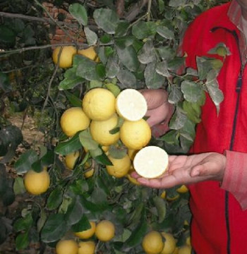 Imported Italian Seedless Lemon Plant