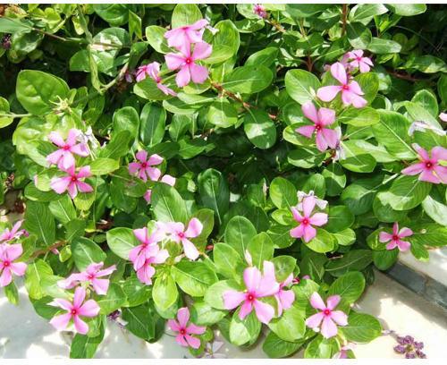 vinca rosea