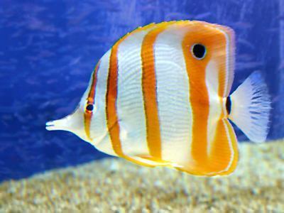 Aquatics Fish World in Nagpur - Retailer of aquarium fish food ...