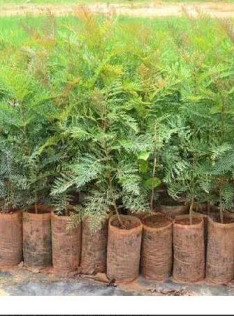 Natural Silver Oak Plant, for Ayurvedic Medicine, Plantation, Color : Green