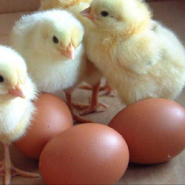 Broiler Hatching Eggs