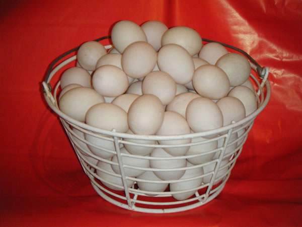 Indian Runner Duck hatching eggs 