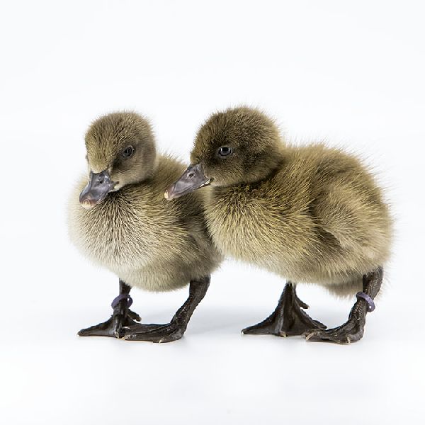 Khaki Campbell Duck Chicks, for Poultary Farming, Gender : Both