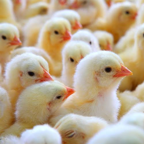 Live Broiler Chicks, Color : Yellow, white