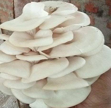 Oyster Mushroom Seeds