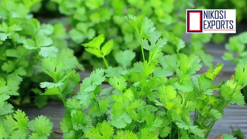 Coriander leaves, Color : GREEN