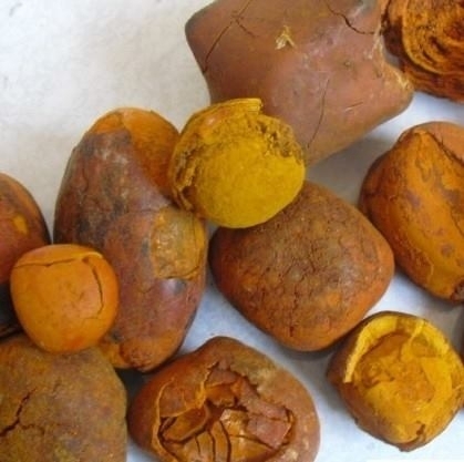 OX CATTLE GALLSTONES