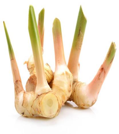 Galangal Root, Style : Dried