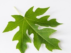 Herbal Creative papaya leaf extract, Grade : Medical grade