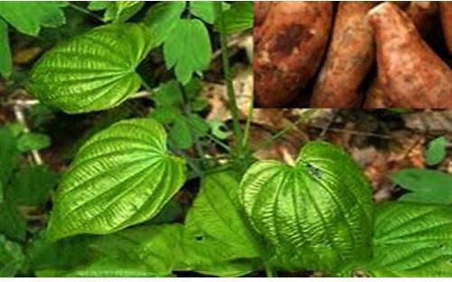 Wild Yam Extract