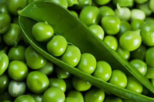 Organic Fresh Pea, Packaging Size : 50-500 Kg