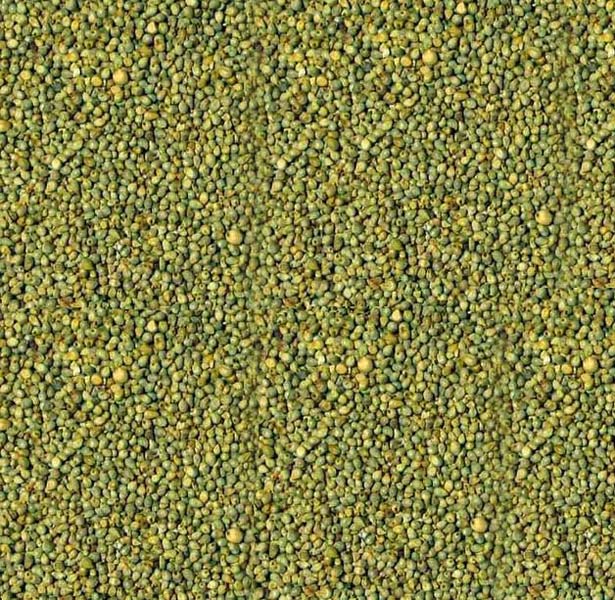 Organic Green Millet Seeds, for Human Consumption, Packaging Size : 50-500 Kg