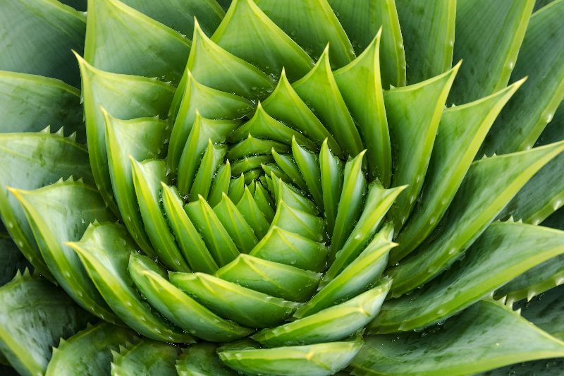 Organic Aloe Vera Leaves, for Making Shampoo, Gel, Juice, Soap, Feature : Easy To Grow, Insect Free