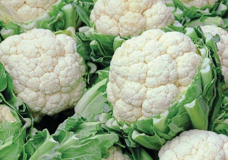 Fresh cauliflower, Shelf Life : 5-10days