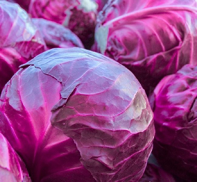 Organic Fresh Purple Cabbage, Packaging Size : 100-500 Kg