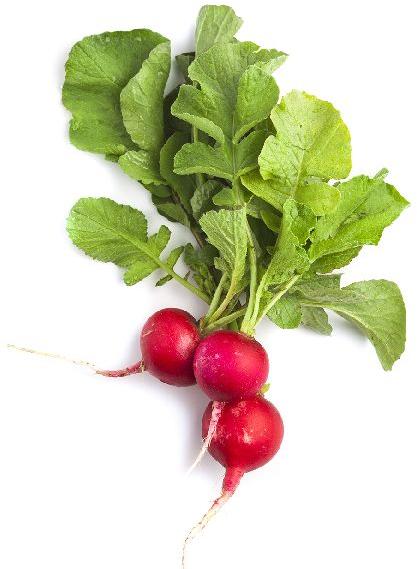 Fresh Red Radish