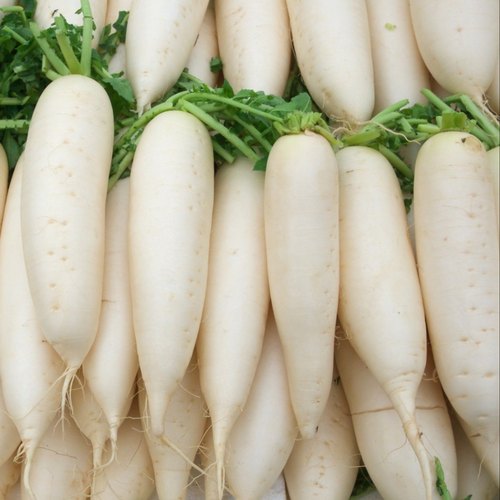Fresh White Radish, for Food, Salad, Feature : Healthy, Natural Taste