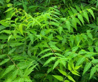 Neem Leaves, for Medicine, Form : Leaf