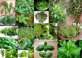 Dry Herbs