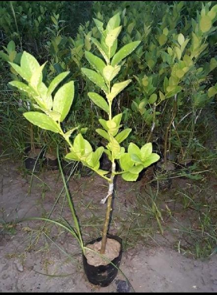 Organic Assam Lemon Plants, for Gardening, Size : Medium