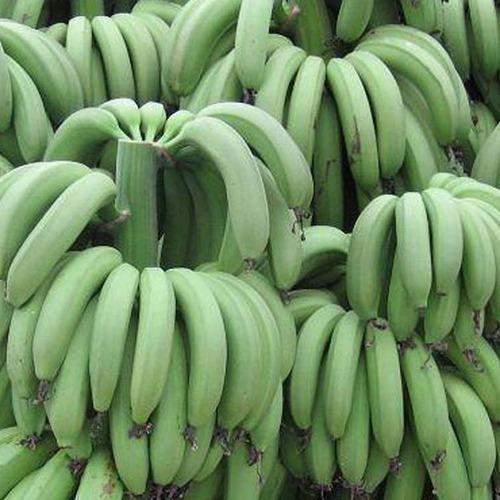 Organic Fresh G9 Banana, for Food, Snacks, Feature : Absolutely Delicious, Easily Affordable