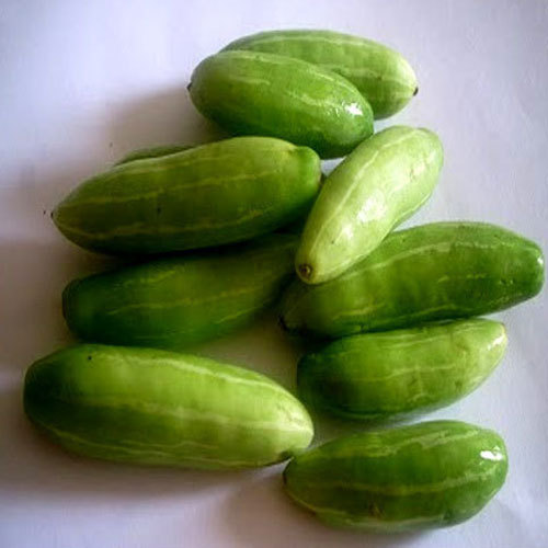 Organic Fresh Ivy Gourd, for Pesticide Free, High Nutritive Value, Packaging Size : 5 Kg, 10 Kg, 25 Kg