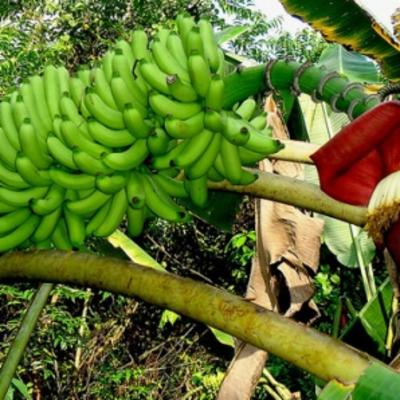 Organic Musa Acuminata