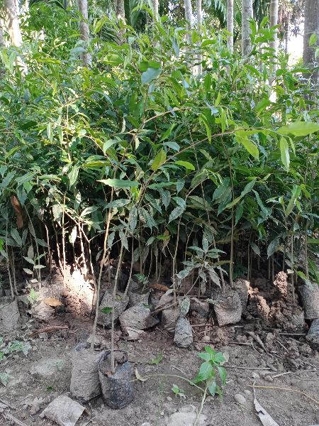 agarwood plant