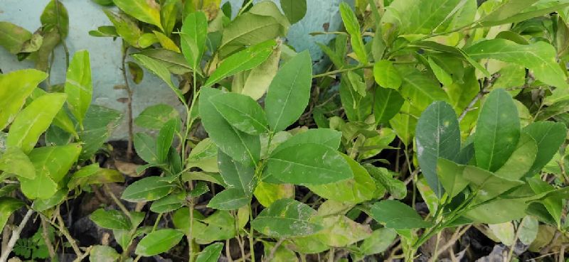 Organic Lemon Plant, for Gardening, Feature : Eco-friendly, Longer Shelf Life