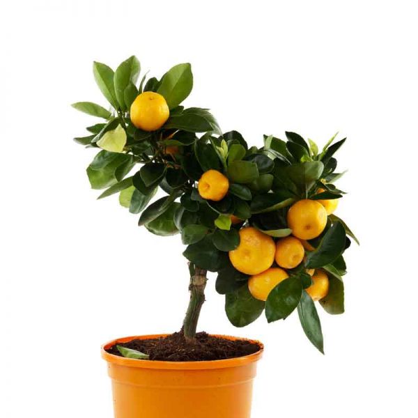 orange plant