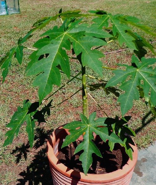 papaya plant