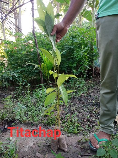 titachap plants
