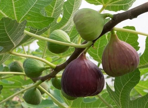 Fig Plant