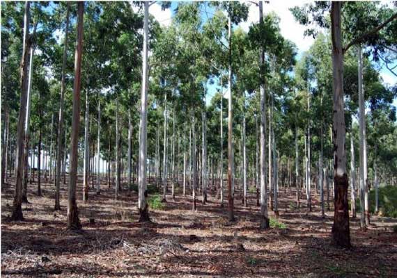 Red Sandalwood Trees