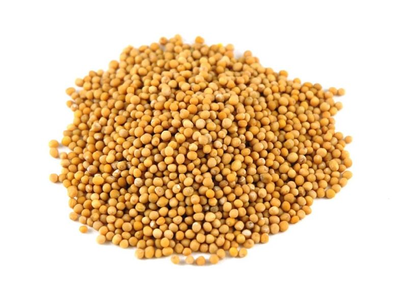 Yellow mustard seeds, Packaging Size : 20-25kg