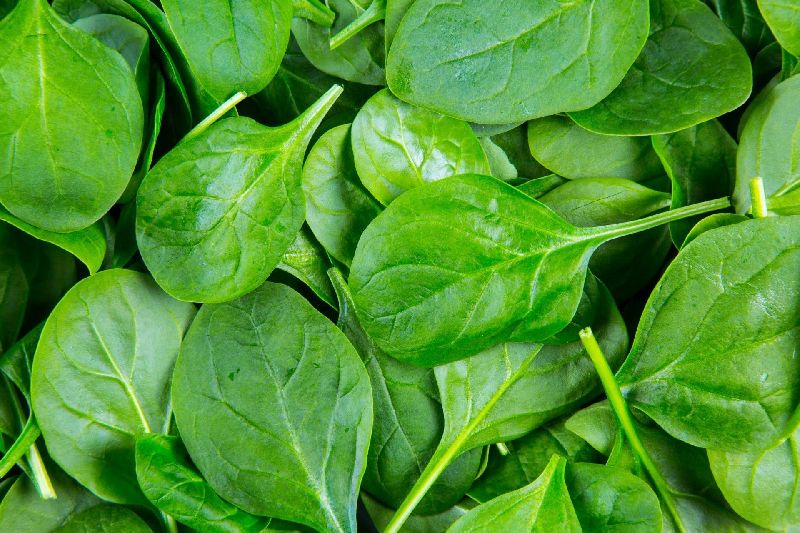 Organic Fresh Spinach Leaves, for Human Consumption, Packaging Size : 25 Kg