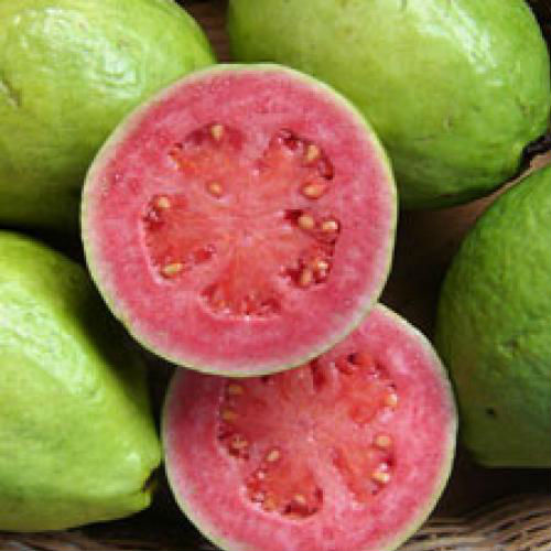 Fresh Allahabadi Guava, Color : Green
