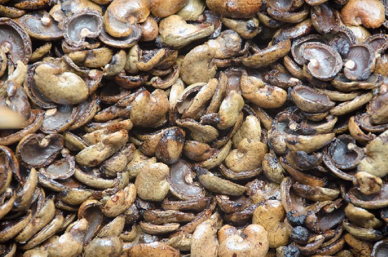 raw cashew nut with shell